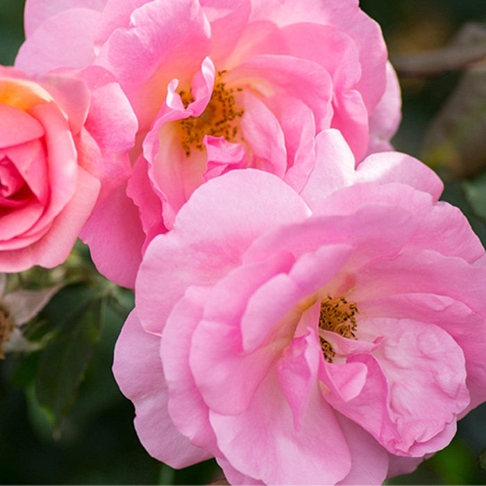 Knock Out® Peachy Rose - Shipped