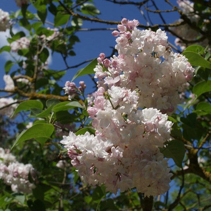 Beauty Of Moscow Lilac - Shipped