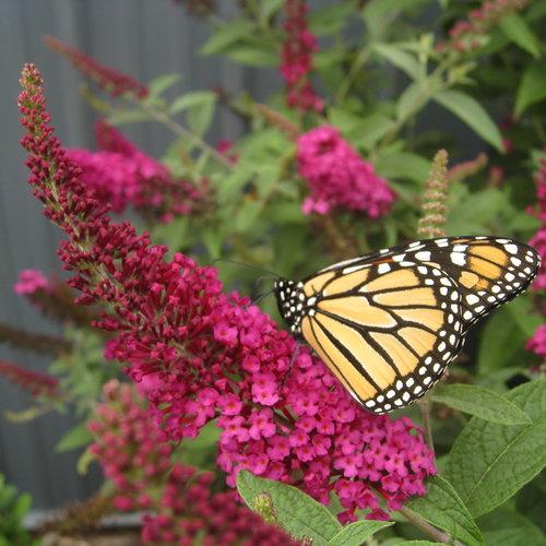 Miss Molly Butterfly Bush - Shipped