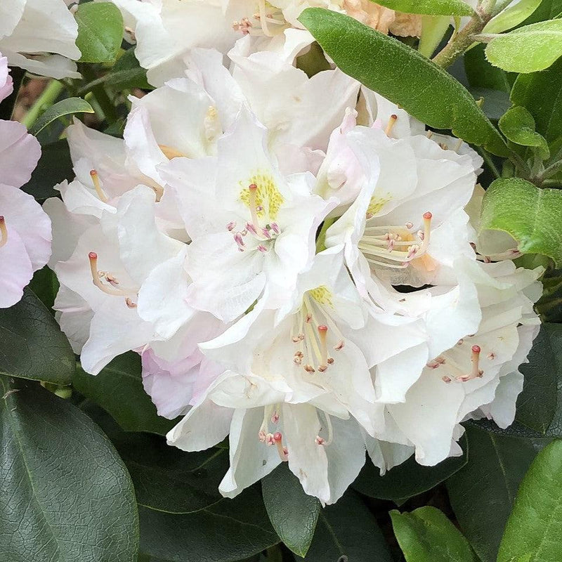 White Catawba Rhododendron - Shipped