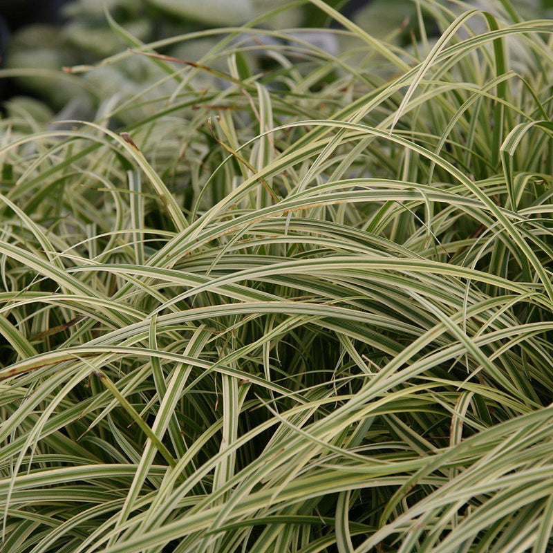 Silver Septre Sedge - Shipped