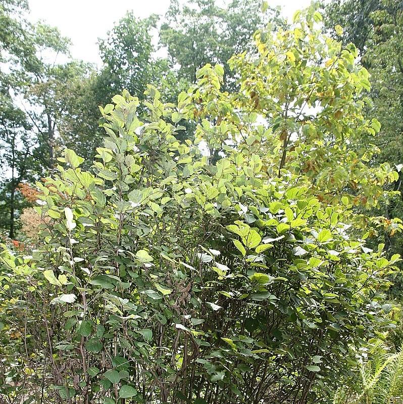 Mount Airy Fothergilla - Shipped
