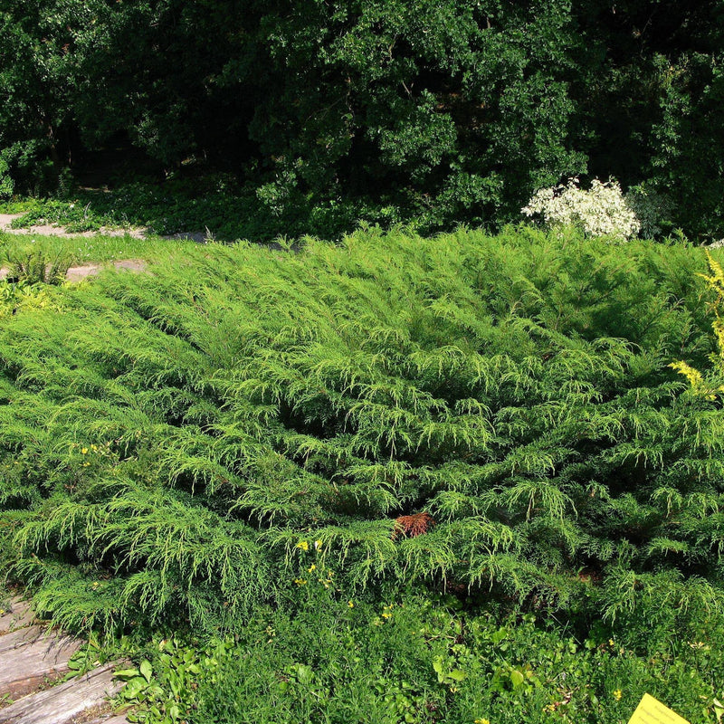Siberian Cypress, Siberian Carpet Cypress - Shipped