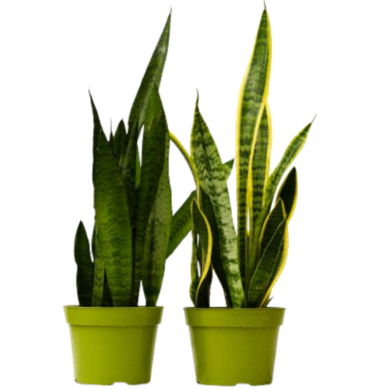2 Snake (Sansevieria) Plant Variety Pack - 6" Pot