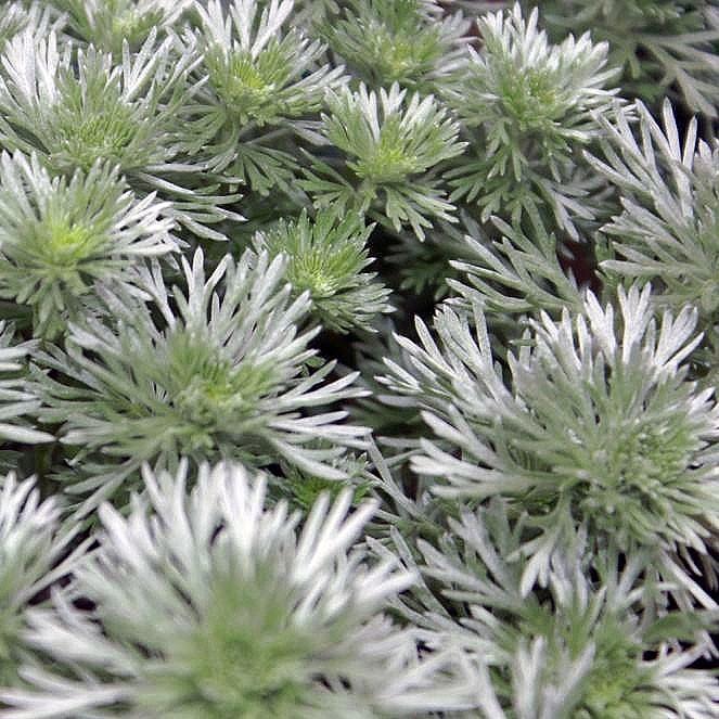 Silver Mound Wormwood, Ghost Plant - Shipped