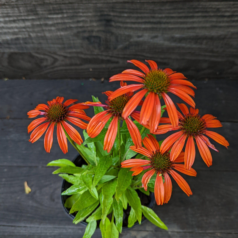 Cheyenne Spirit Echinacea, Coneflower - Shipped