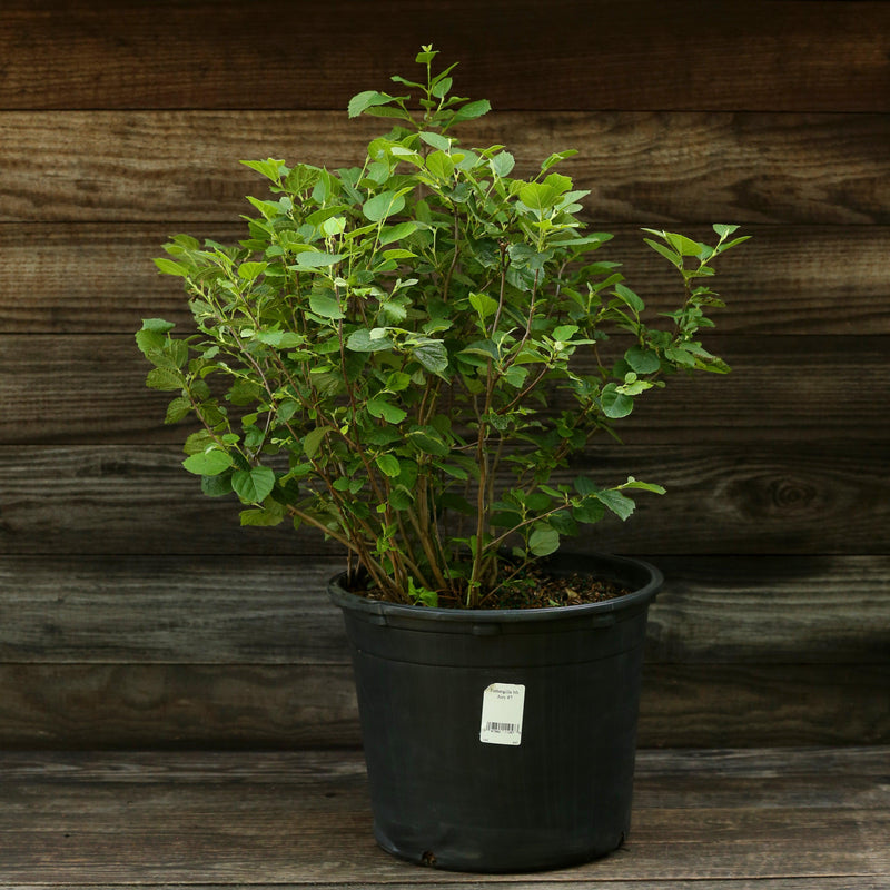 Mount Airy Fothergilla - Shipped