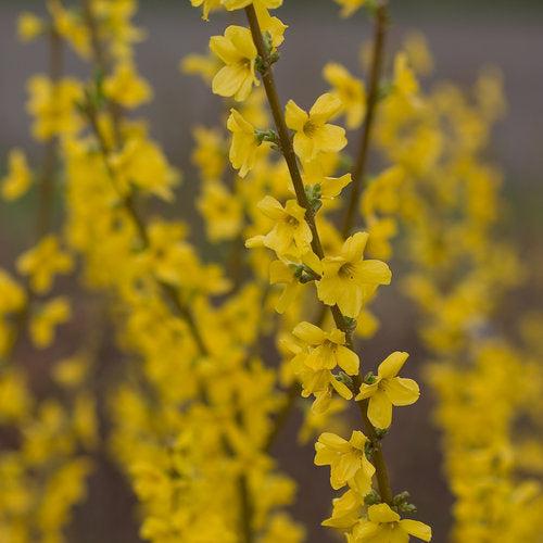 Show Off® Forsythia - Shipped
