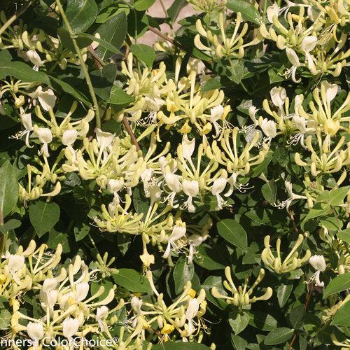 Scentsation Honeysuckle - Shipped