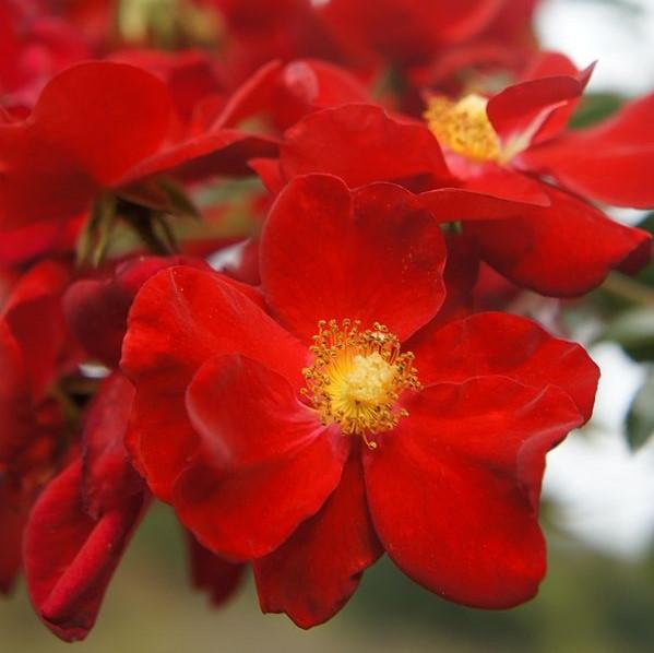Flower Carpet® Red Rose - Shipped