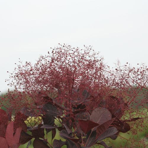 Winecraft Black® Smokebush - Shipped