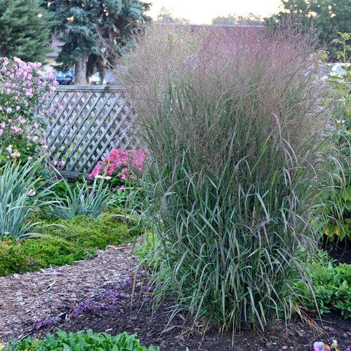 Prairie Winds® Apache Rose Switch Grass - Shipped