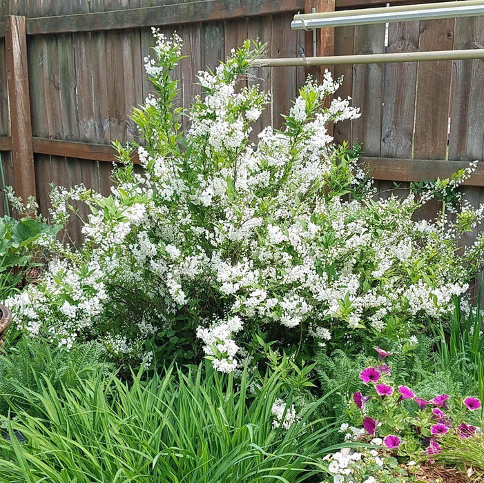 Dwarf Nikko Deutzia - Shipped