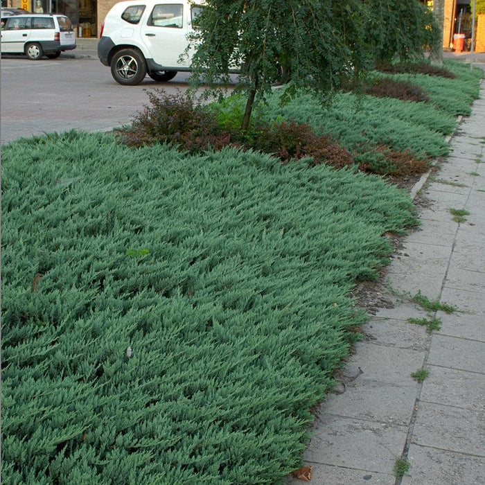 Blue Chip Juniper - Shipped