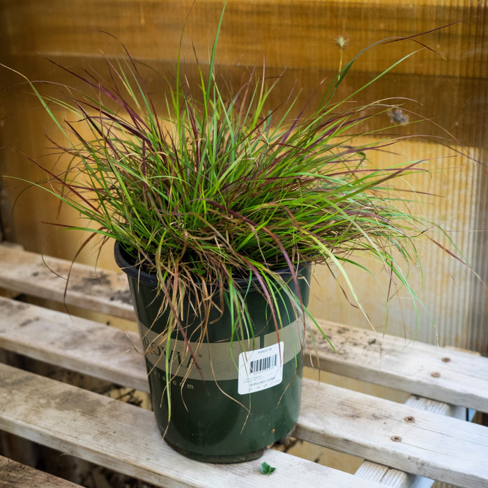 Burgundy Bunny Fountain Grass - Shipped