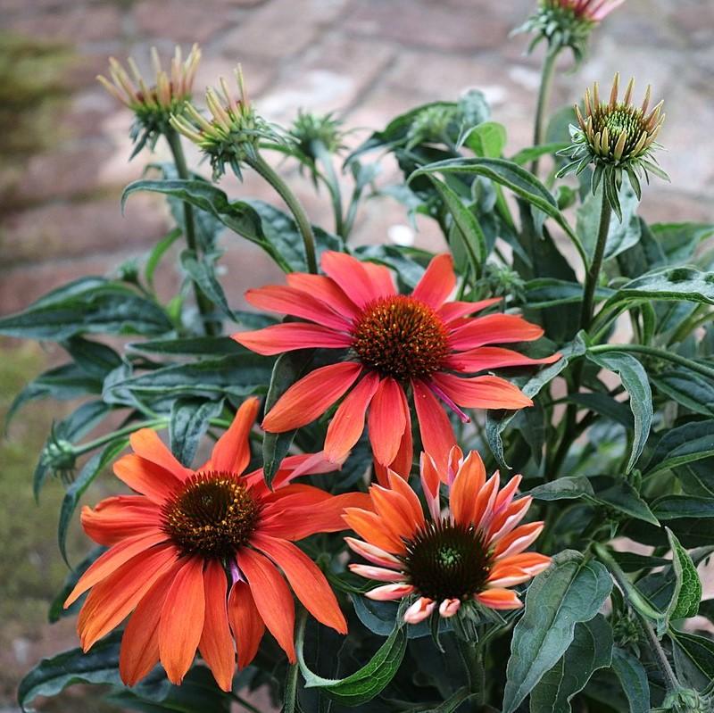 Cheyenne Spirit Echinacea, Coneflower - Shipped