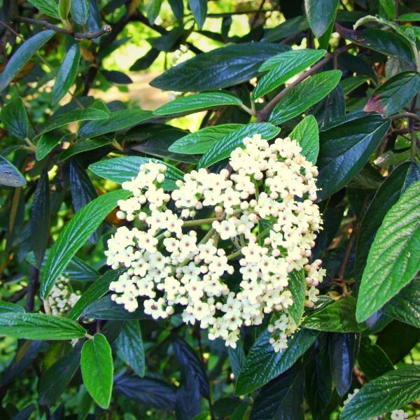 Prague Viburnum - Shipped