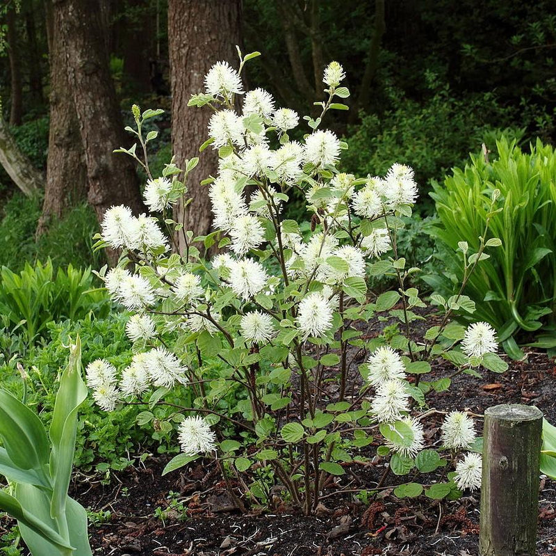 Mount Airy Fothergilla - Shipped