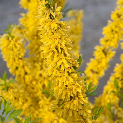 Show Off® Forsythia - Shipped