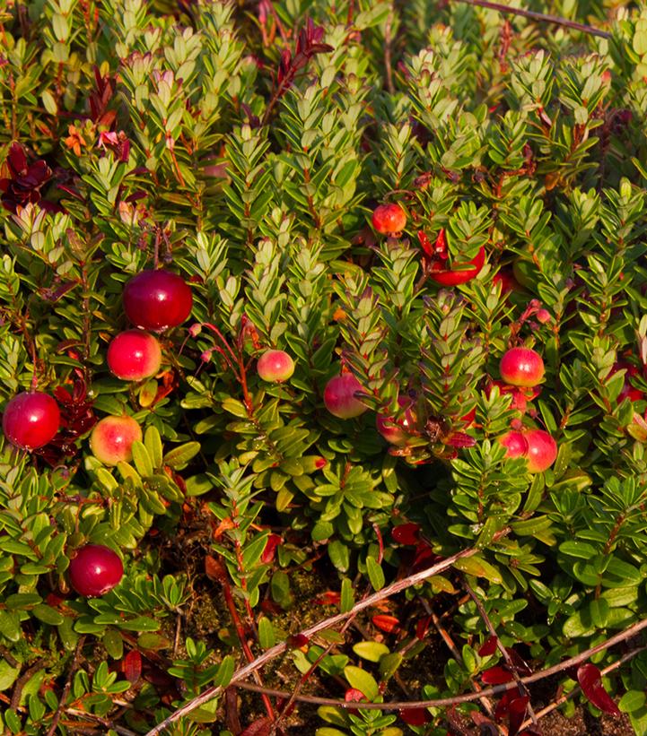 CRANBERRY (VACCINIUM MACROCARPON) `PILGRIM` - In Store Pickup