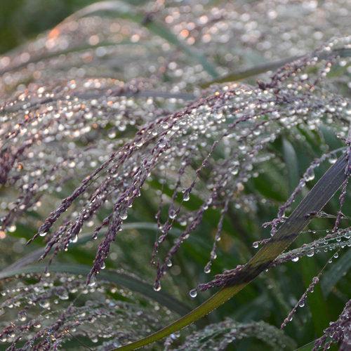 Prairie Winds® Apache Rose Switch Grass - Shipped