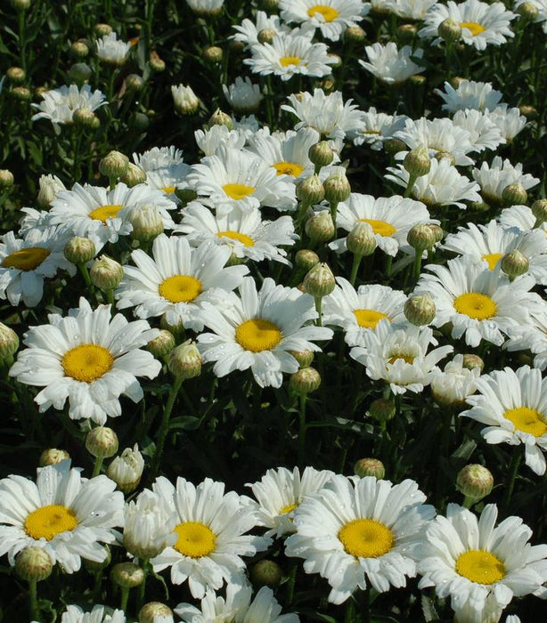 SHASTA DAISY(Leucanthemum Amazing Daisies®) Daisy May™' - In Store Pickup