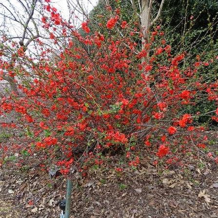 PW® Double Take™ Orange Flowering Quince - Shipped