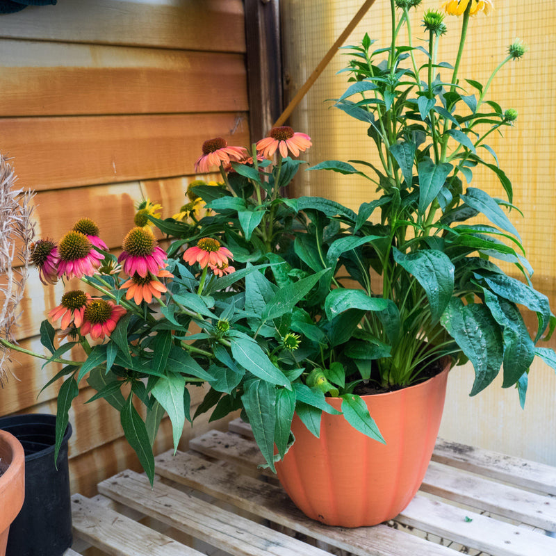 Cheyenne Spirit Echinacea, Coneflower - Shipped