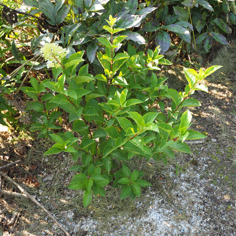 First Editions® Berry White® Hydrangea - Shipped