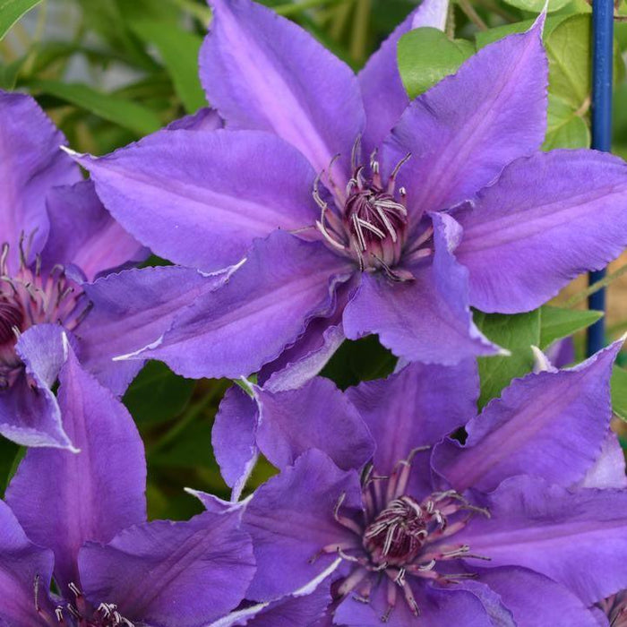 Edda™ Clematis - Shipped
