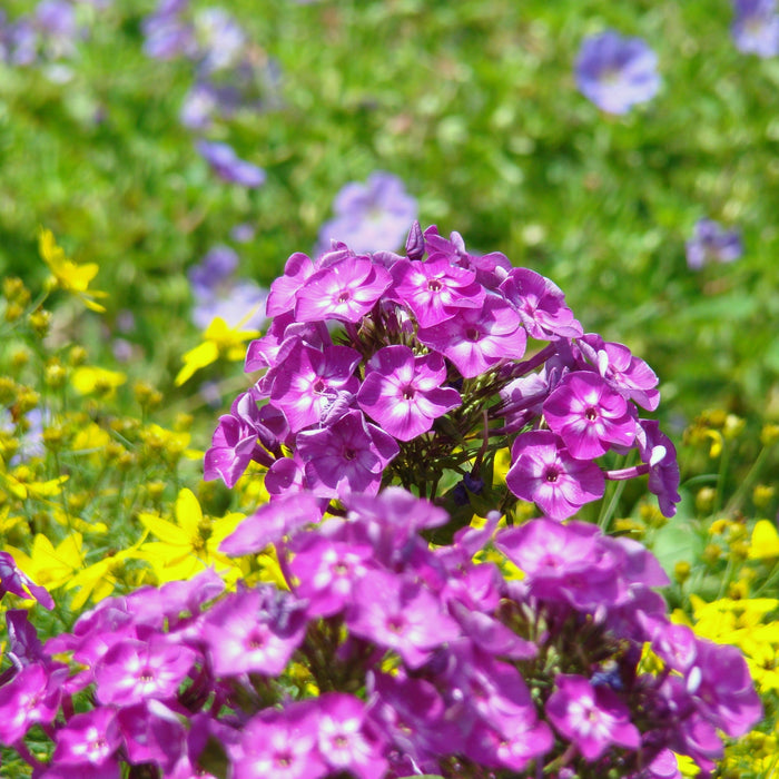 Volcano® Purple with White Eye Phlox - Shipped