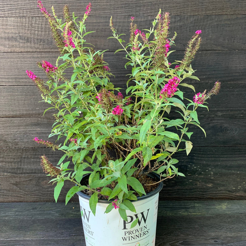 Miss Molly Butterfly Bush - Shipped