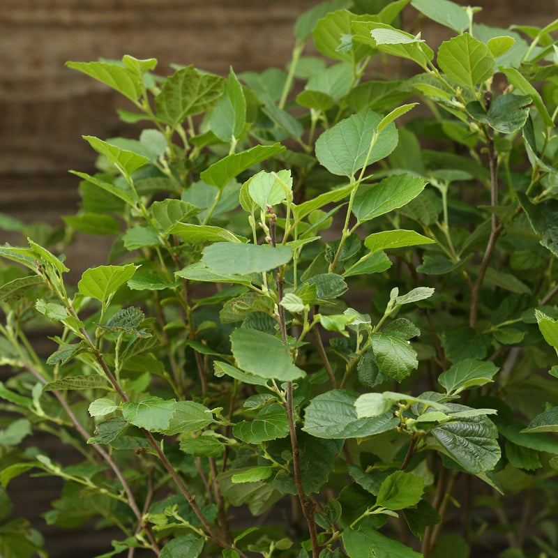 Mount Airy Fothergilla - Shipped