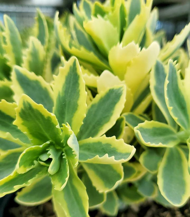 SEDUM `FROSTED FIRE` - AUTUMN STONECROP - In Store Pickup