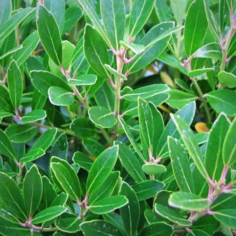 Shamrock Inkberry Holly - Shipped