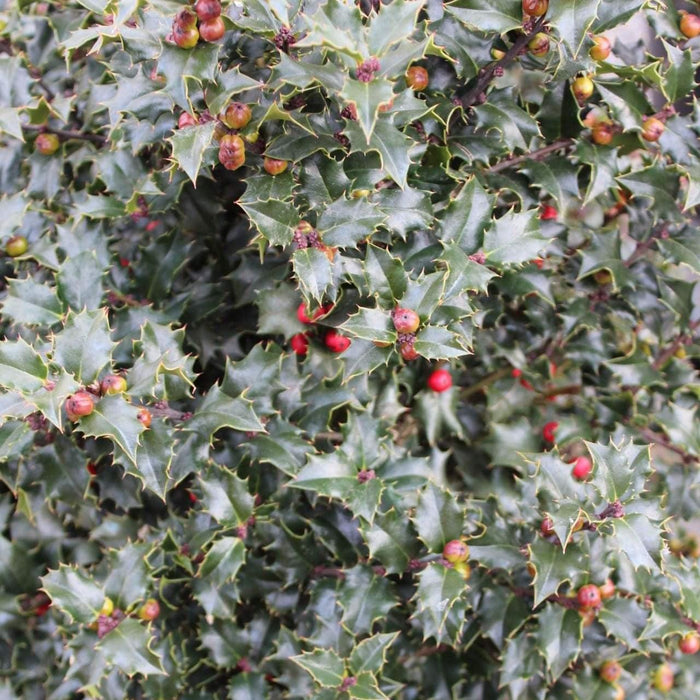 Red Beauty® Holly - Shipped