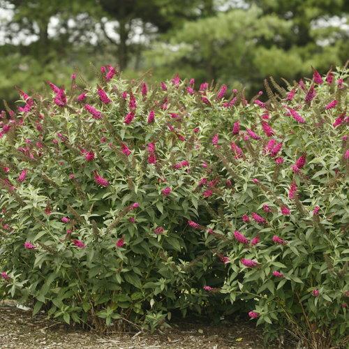 Miss Molly Butterfly Bush - Shipped