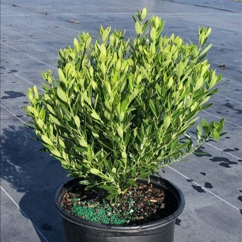 Shamrock Inkberry Holly - Shipped