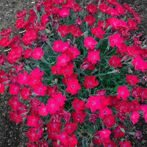 Paint the Town Magenta Dianthus - Shipped
