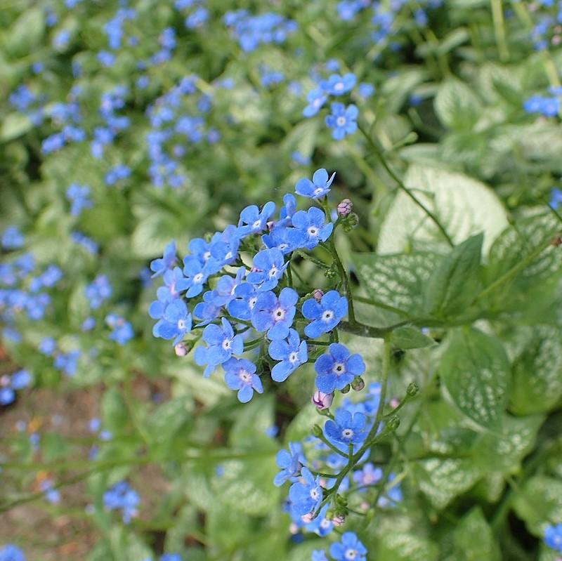Sea Heart Siberian Bugloss - Shipped