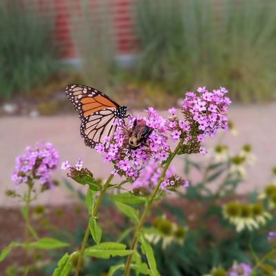 PHLOX PANICULATA `JEANA` - GARDEN PHLOX - In Store Pickup