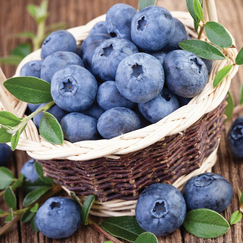 Northland Blueberry - Shipped