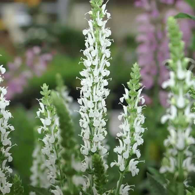 Snow Hill Meadow Sage - Shipped