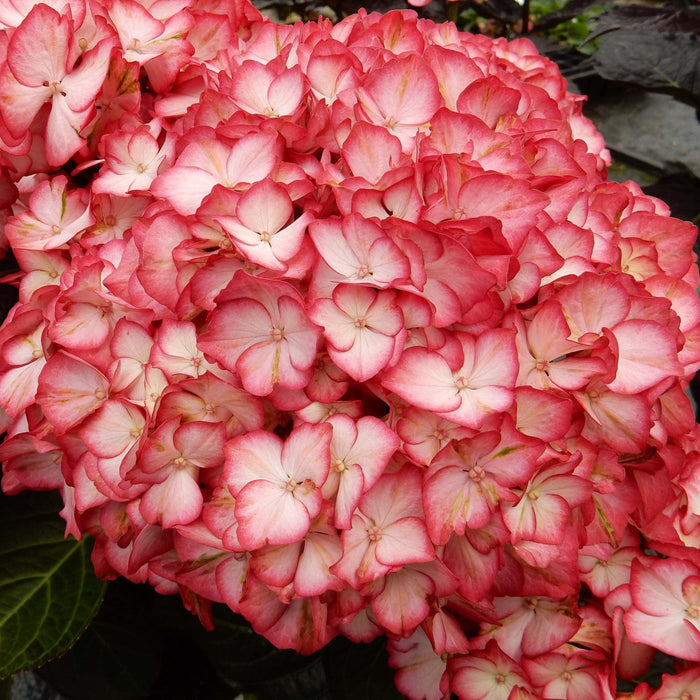 Kimono Hydrangea - Shipped
