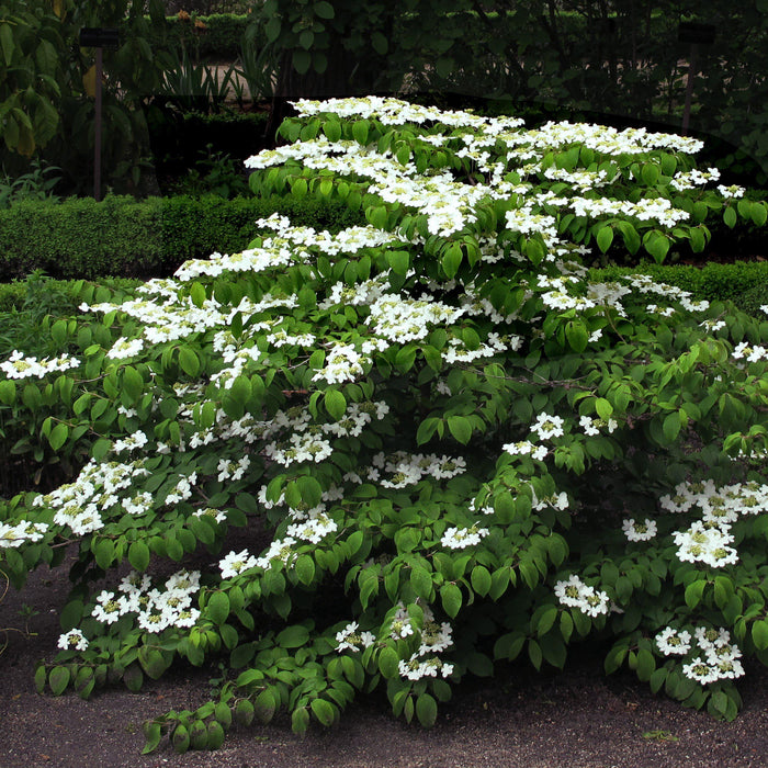 Mariessi Viburnum - Shipped