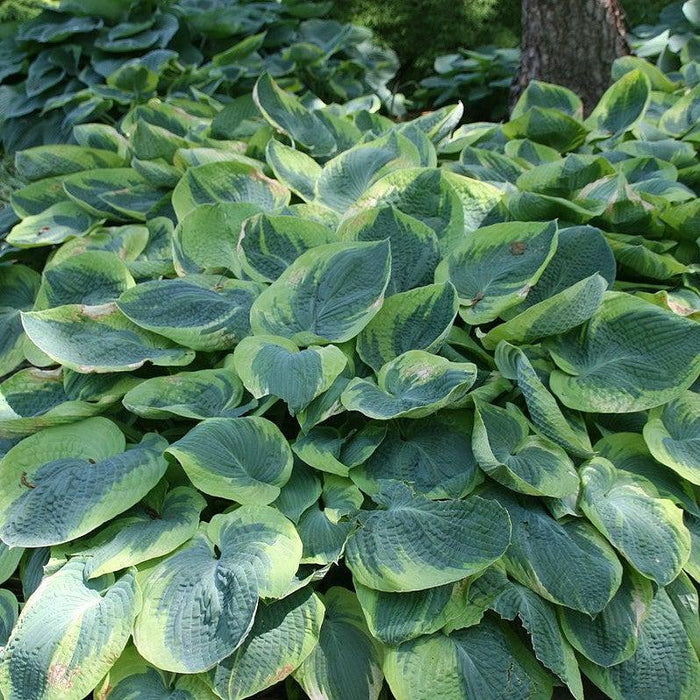 Frances Williams Hosta - Shipped