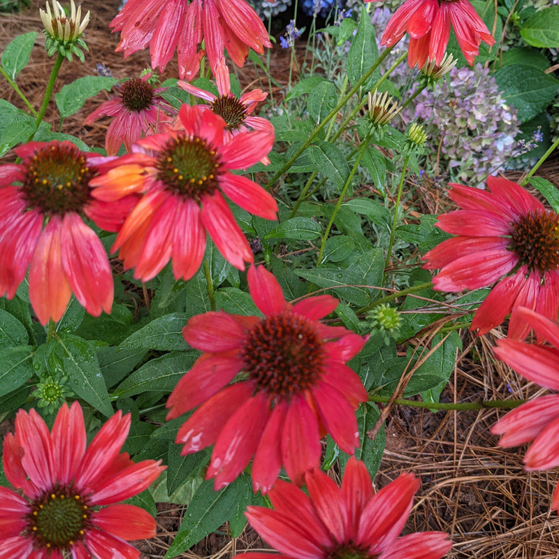 Cheyenne Spirit Echinacea, Coneflower - Shipped
