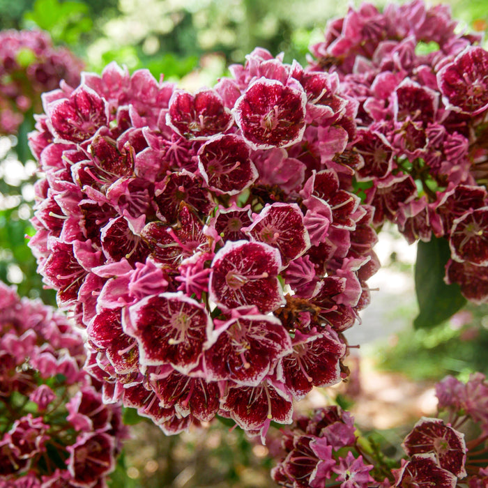 Keepsake Mountain Laurel - Shipped