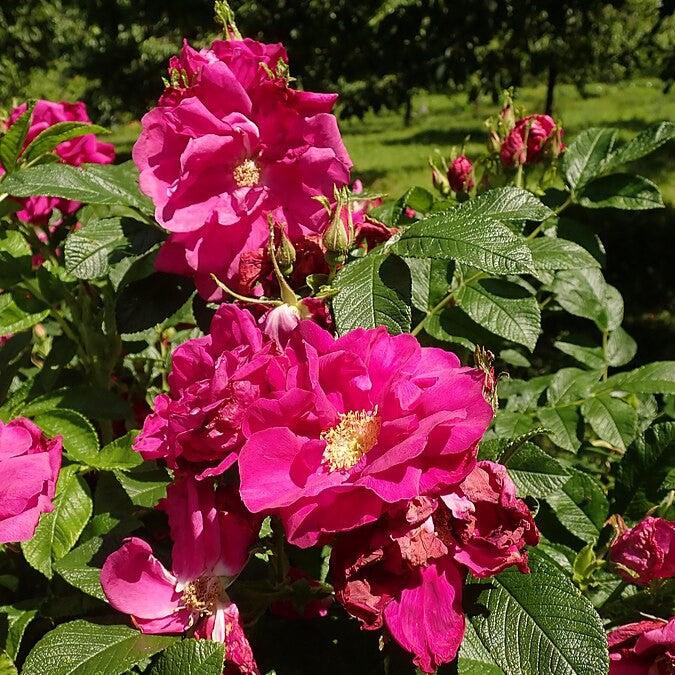 Purple Pavement Rugosa Rose - Shipped