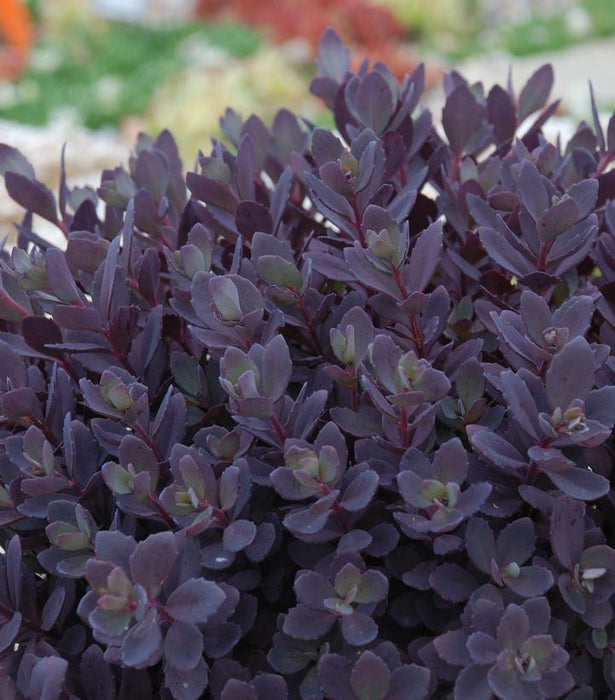 SEDUM SUN SPARKLER® `PLUM DAZZLED` - STONECROP - In Store Pickup
